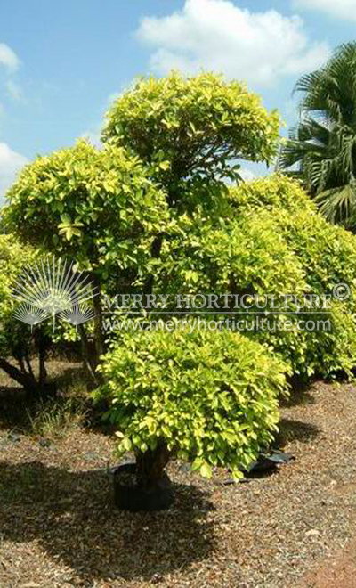 Ficus gold bonsai